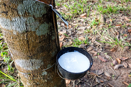 Tapping sap from the rubber treeの写真素材