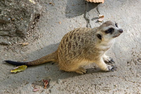 Meerkat on lookout on top of rock
