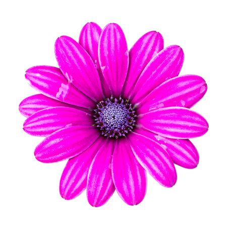 Violet Pink Osteosperumum Flower Daisy Isolated on White Background. Macro Closeupの写真素材