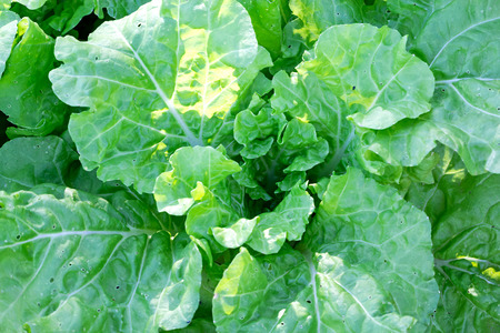 Canton vegetable