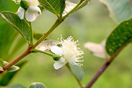 guava flowerの写真素材