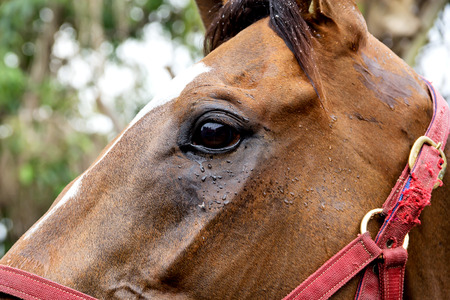 horse eyeの写真素材