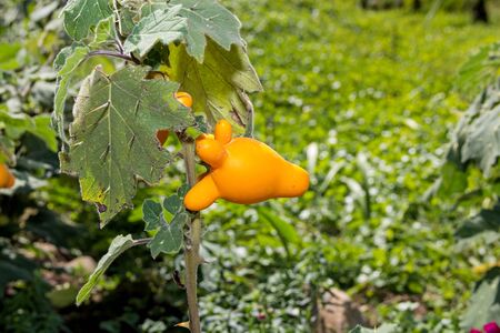 eggplant fruits growing in the gardenの写真素材