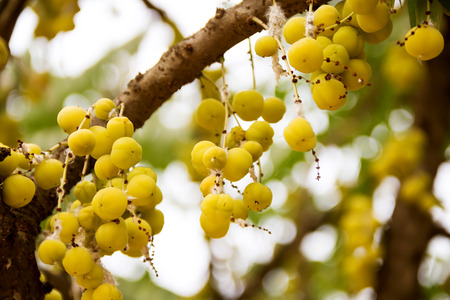 star gooseberry on tree.の写真素材