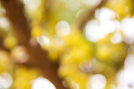 Natural Bokehblurred bokeh.の写真素材