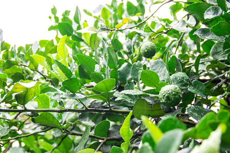bergamot Kaffir Lime fruitsの写真素材