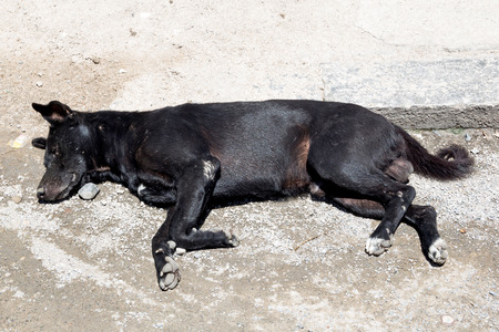 dog sleepingの写真素材