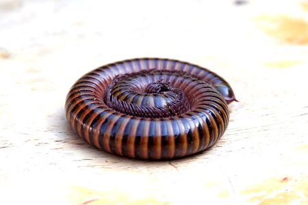 Tropical Millipede on the ground close up