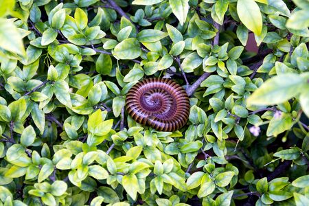A millipede walks on a leafの写真素材
