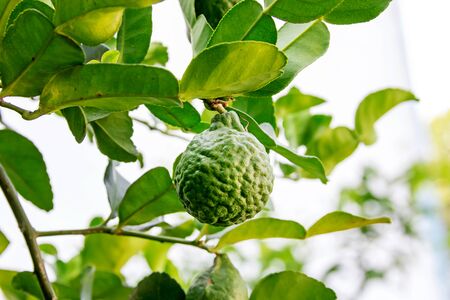 bergamot Kaffir Lime fruitsの写真素材