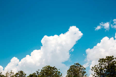 Tree against the skyの写真素材