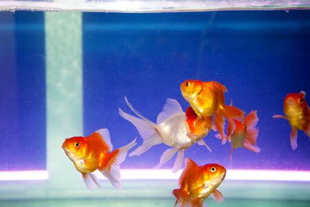 Fish in the aquariumの写真素材