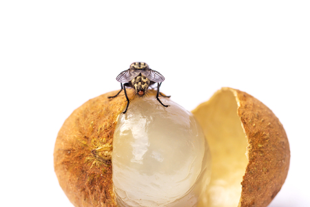 A longan with fly on a white backgroundの写真素材
