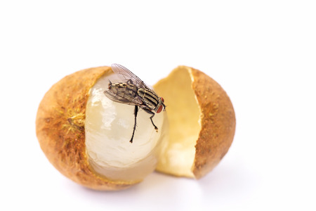 A longan with fly on a white backgroundの写真素材