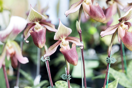 lady's slipper orchid Paphiopedilumの写真素材