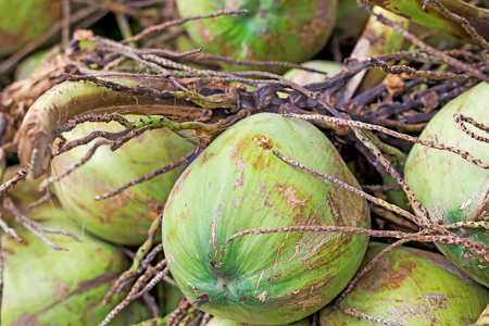 Coconutsの写真素材