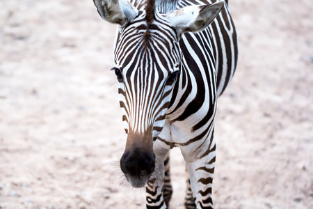 Zebraの写真素材