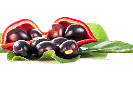 chestnuts (Sterculia monosperma) on white backgroundの写真素材