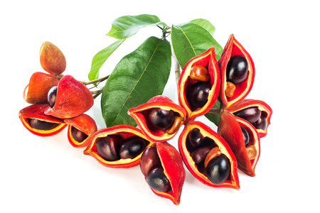 chestnuts (Sterculia monosperma) on white background