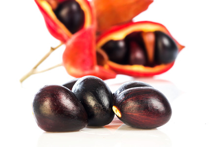 chestnuts (Sterculia monosperma) on white backgroundの写真素材