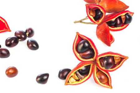 chestnuts (Sterculia monosperma) on white backgroundの写真素材