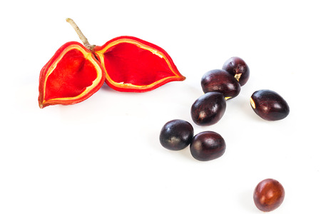 chestnuts (Sterculia monosperma) on white backgroundの写真素材