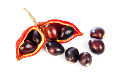 chestnuts (Sterculia monosperma) on white backgroundの写真素材