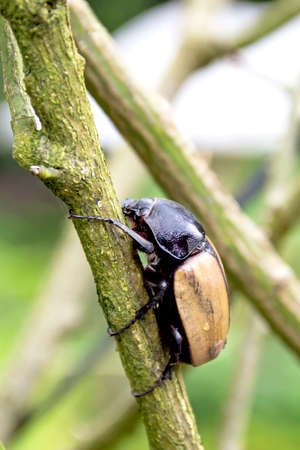 Close up female beetle (rhinoceros beetle) on tree.