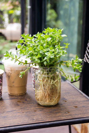 Plants decoration in glass bottle in the coffee shop.の写真素材