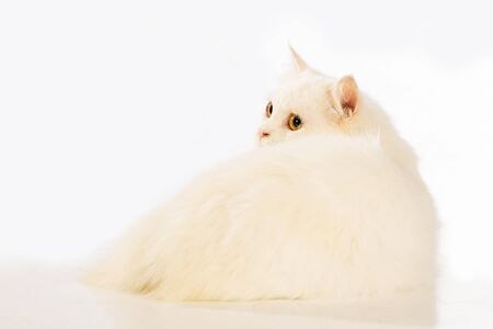 White cat Chinchilla on white backgroundの写真素材