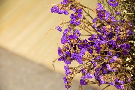 Dried flowersの写真素材