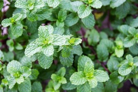 Spearmint leaves (Mentha spicata)