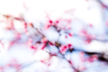 Picture blur flower natureの写真素材