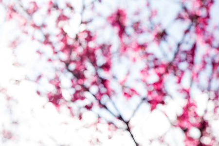 Picture blur flower nature,Giant tiger flowerの写真素材