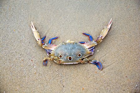 Horse crab on the beachの写真素材