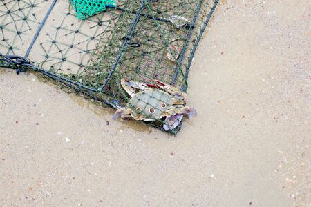 horse crab caught fishing netsの写真素材