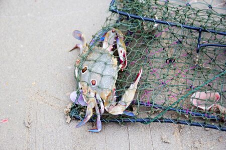 horse crab caught fishing netsの写真素材