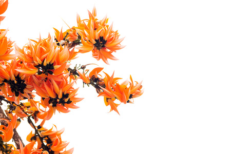 Palas flowers isolated on white backgroundの写真素材