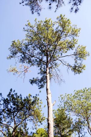 Pine treeの写真素材
