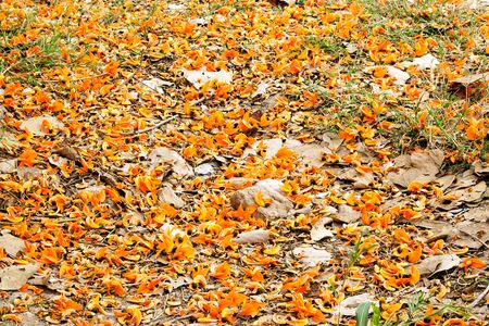 Palas flowers Colors bloom in the dry season in areas Lum fieldの写真素材