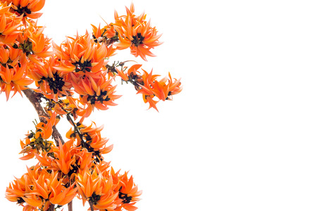 Palas flowers isolated on white background