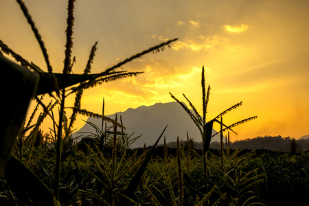 Sunrise over a cornfield as a foggy mist rises over the fieldの写真素材