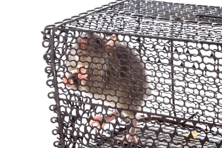 Rat in the Cage in isolated White Backgroundの写真素材