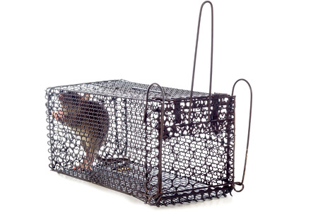 Rat in the Cage in isolated White Background