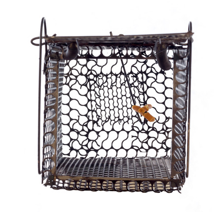 Mousetrap (rat cage) isolated white backgroundの写真素材