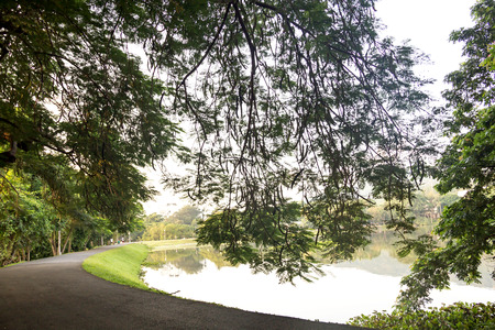 green forest trees backgroundsの写真素材