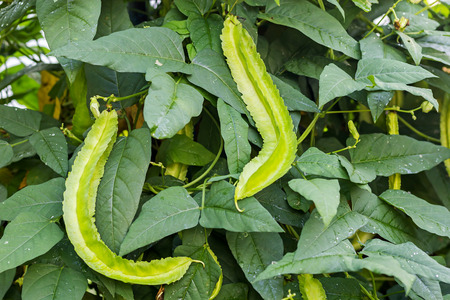 Winged Bean Plant