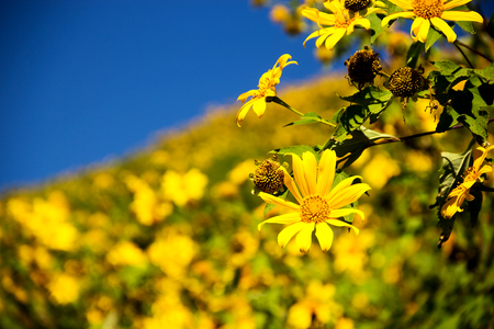 Tung Bua Tong Mexican sunflower under blue sky in Maehongson, Thailandの写真素材