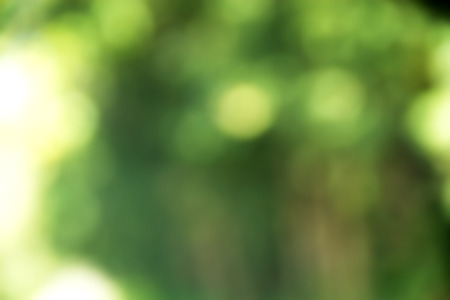 Blur natural and light backgroundの写真素材