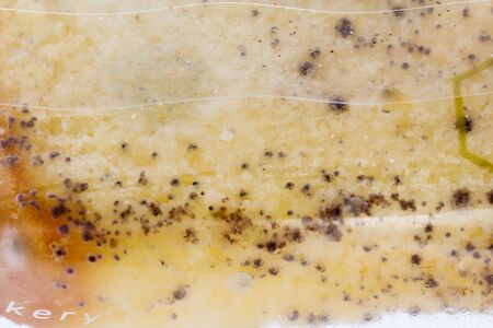 Moldy bread isolated on white background
